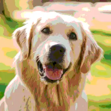 in a modern format displaying a golden retriever but this time with color banding