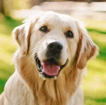 in a modern format displaying a golden retriever but this time with dithering an a 50 color palette