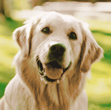 in GIF format displaying a golden retriever with only eight colors and dithering