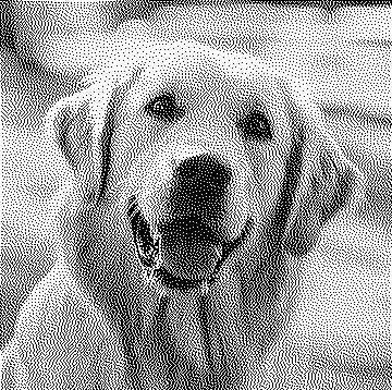 the golden retriever dithered with only white and black